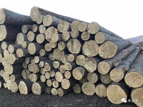 绥芬河汇道经贸 深耕木材与服饰，热销产品连通南北市场